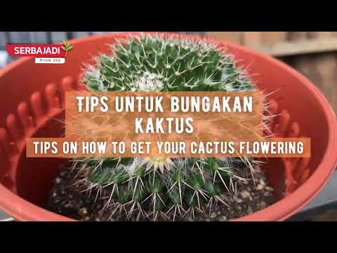 Video preview: Encouraging cactus and succulent flowers