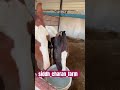Siddhcharanfarmhorselover youtube youtubeshorts trending horse animals desifarm