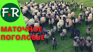 Романовские овцы на выпасе. Маточное поголовье овец фермера Мураза Айлазова