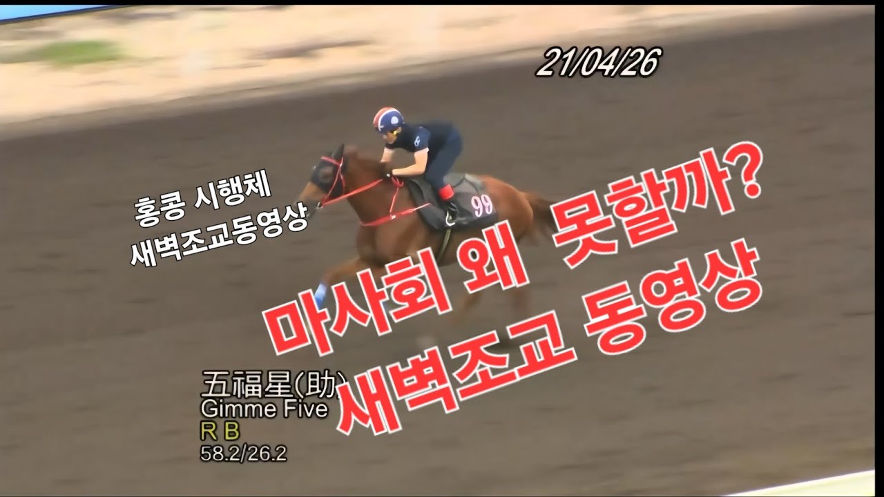 마사회 왜 못할까? 새벽조교 동영상!