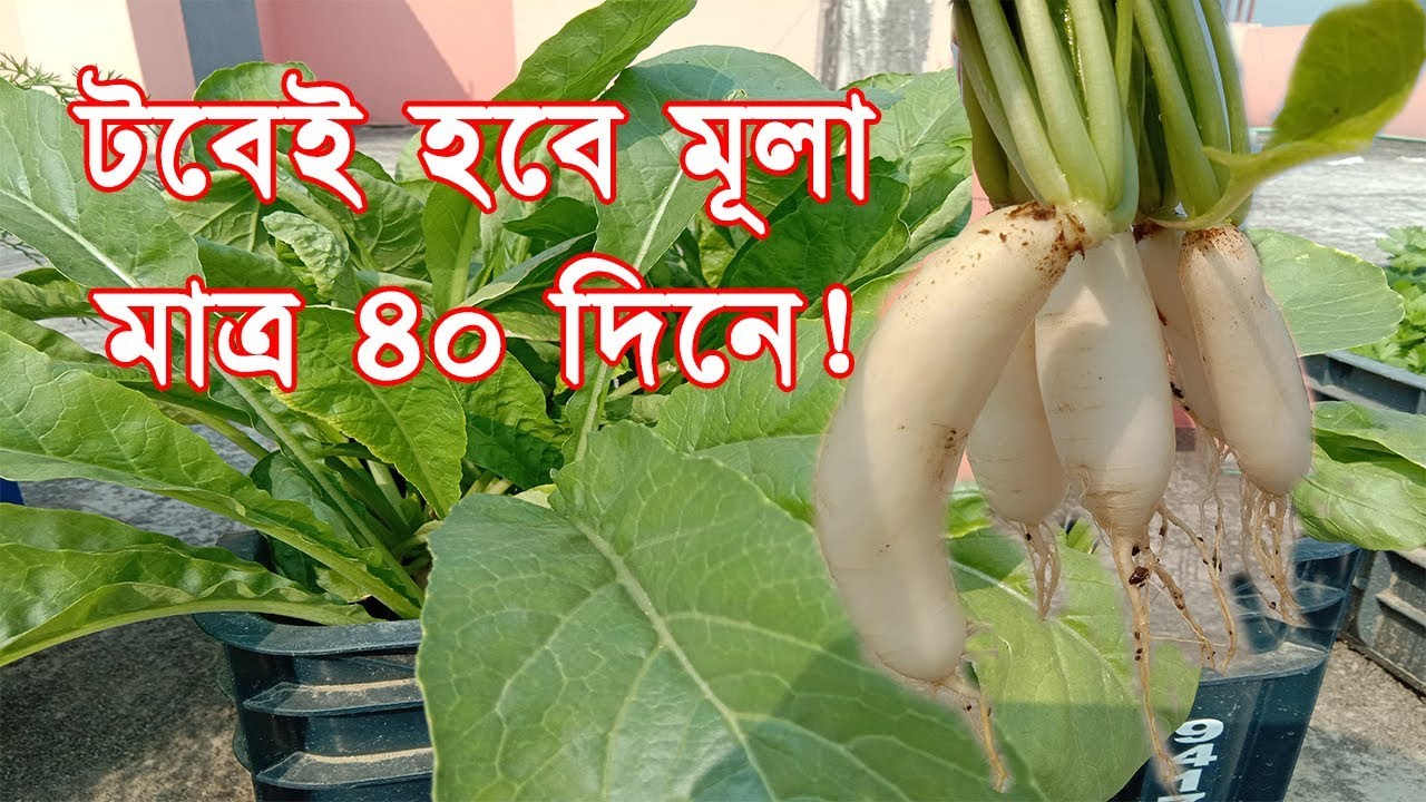টবে মূলা উৎপাদন মাত্র ৪০ দিনে! (with English Subtitles) Radish Cultivation in Pot