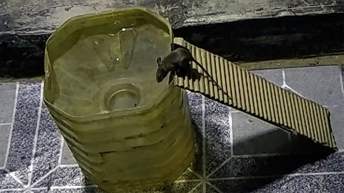 Simple, Humane Mousetrap Made from Soda Bottle - Make