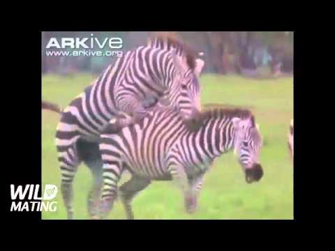 Zebra mating sex 2016