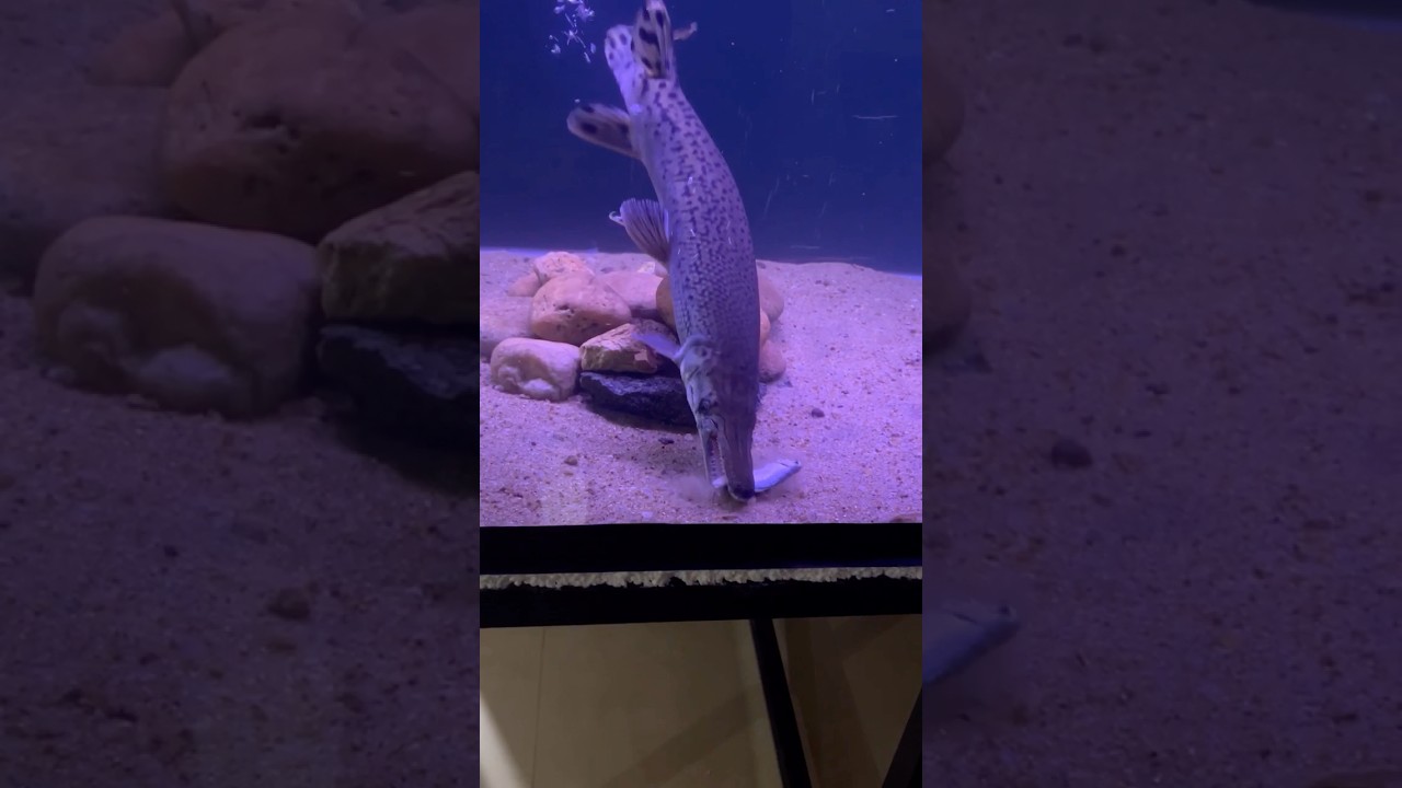 Alligator Gar feeding 😳🫢🐊 