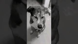 Seifenblasen Und Hund