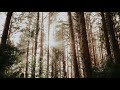 Trance Forest Progressive Trance Vocal Trance Uplifting Trance Mix April 2018 Trance Forest Progressive Trance Vocal Trance Uplifting Trance Mix April 2018