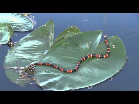 DEADLIEST SNAKE IN