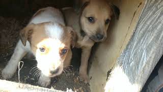 🐕Осталось два щеночка Наши подопечные щенки. Дворняжки.🐕 🐕Осталось два щеночка Наши подопечные щенки. Дворняжки.🐕