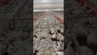 出荷まであと1週間🐓最後まで気を引き締めて管理します