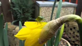 Hawthorn Shieldbug