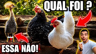 Uma notícia Ruim e uma notícia boa | Cuidando dos Filhotes | Aves Recriar