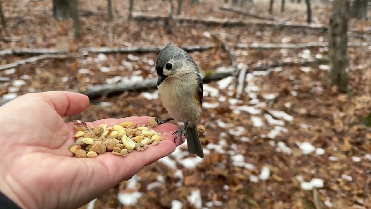 Hand-feeding Birds in Slow Mo - Red-bellied Woodpecker, Black-capped Chickadee, Tufted Titmice
