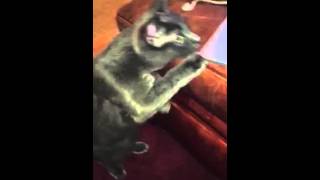 Baby Reacts To Houstons Meowing On Facebook