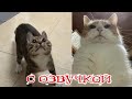 Приколы с котами! Смешные коты! С О