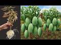 LIVE 🔴Best Skill Technique Grafting Mango Tree with Aloe Vera Fruit / how to grow mango tree fruits