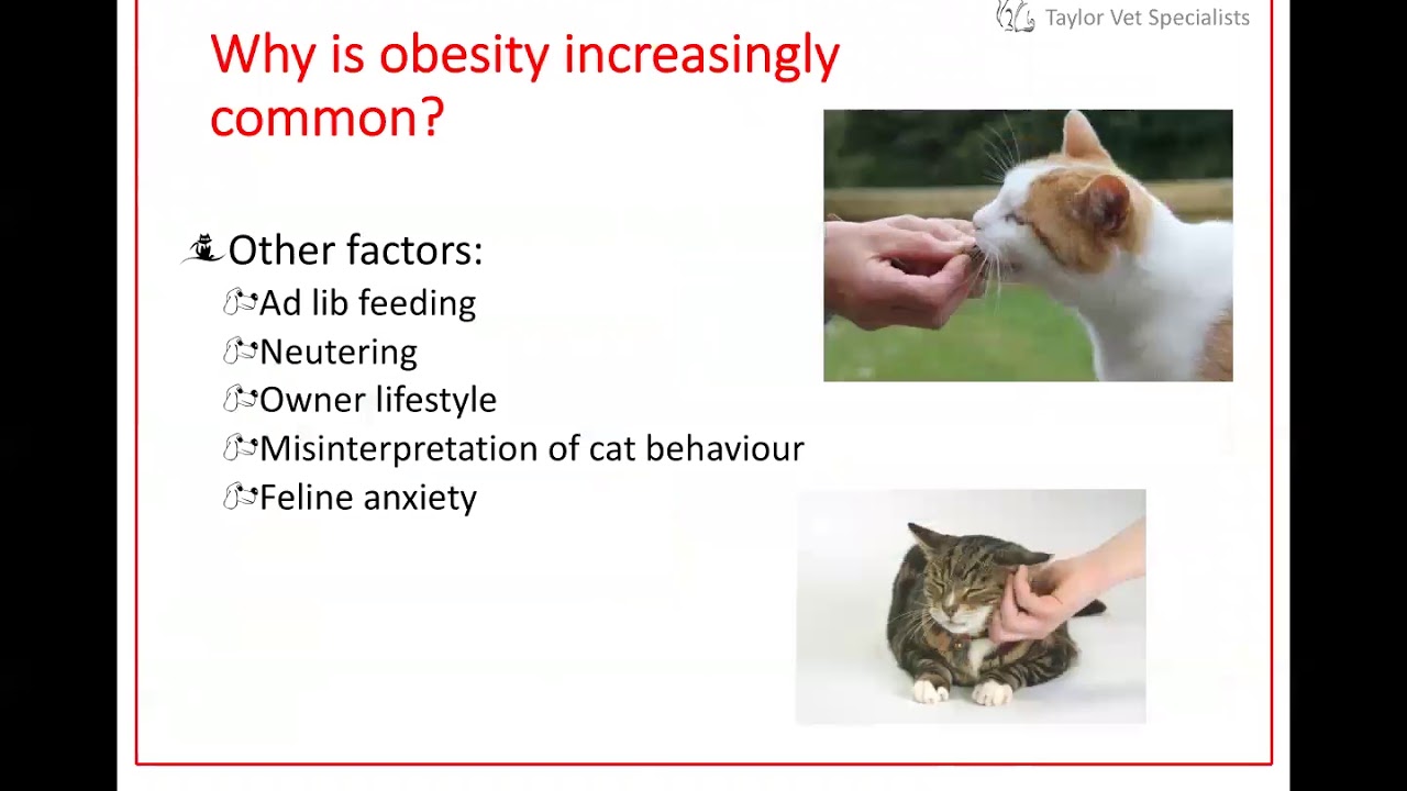 The growing problem with feline obesity