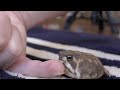 カワイイアメフクラガエルが走り回る❗️ A pretty rain frog, a house, I run about.