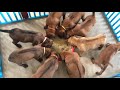 OMKO-THAI-RIDGEBACK Its farewell time again Little Rosie leaves Home! の動画、YouTube動画。