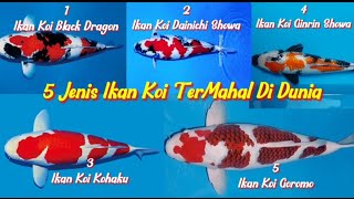 5 Jenis Ikan Koi Termahal Di Dunia