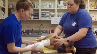 49  Modified Robert Jones Bandage