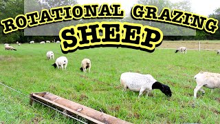 Rotational Grazing Sheep on a Small Scale