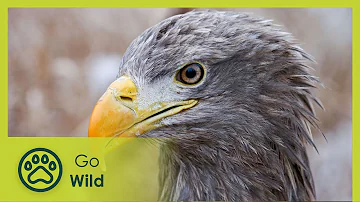 The Saga of the White-Tailed Eagle - Go Wild