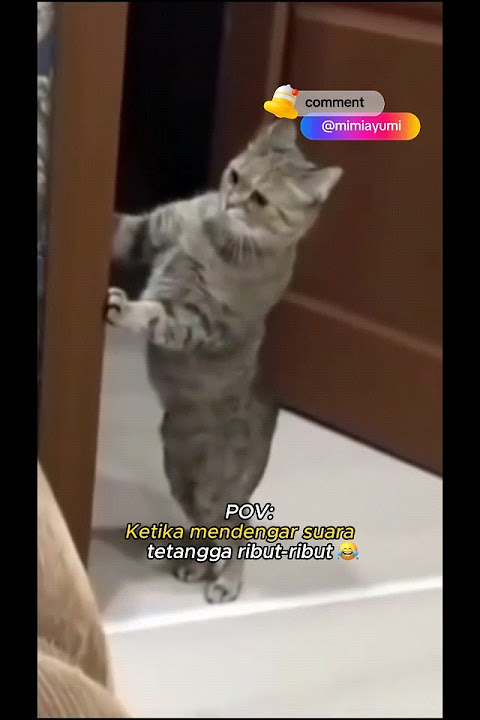 Ketika Mendengar Tetangga Ribut ๐คฃ #kucing #catlover #cat #oyen