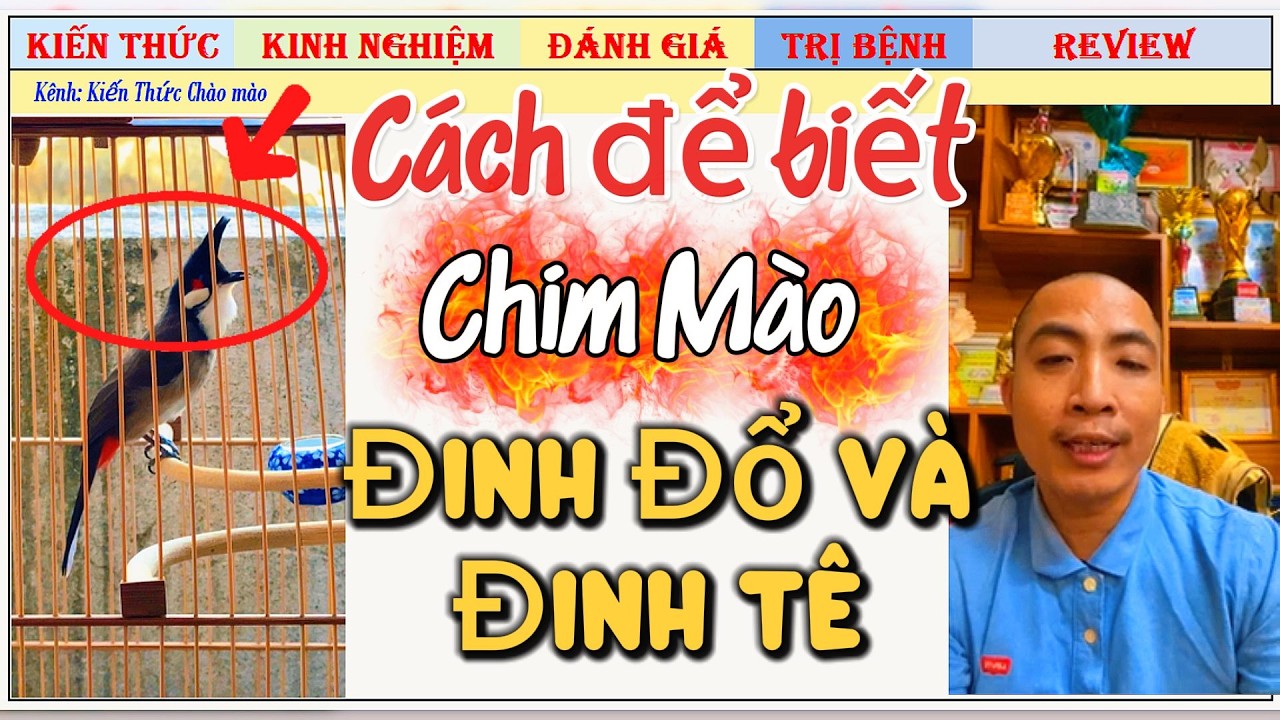 Cách phân biệt Chim Mào Đinh Đổ và Đinh Tê, và vì sao chọn trường Chim Sao số để Dợt?