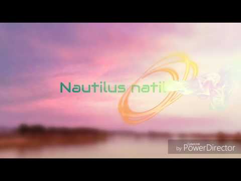 NAUTILUS MUSICAL 004 /TECHNO