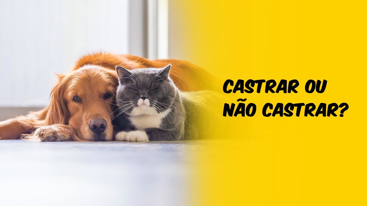 Castrar ou não castrar? Entenda a importância da castração na saúde dos ...