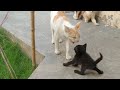 Lost Kitten Is Not Maya&#39;s Kitten She Is Hissing At Her Poor Kitten Got Scared
