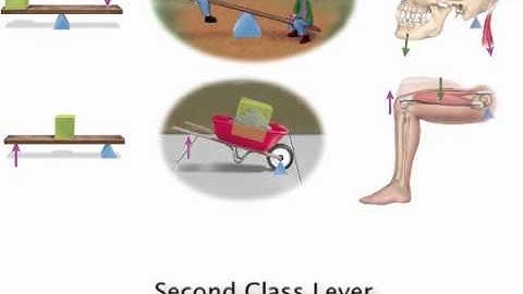 Chapter 9   Joints and Lever Systems