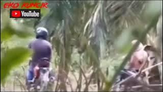 Vidio viral orang selingkuh di kebun sawit dekat pom bensin desa muara belengo