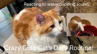 Crazy Cute Cat’s Daily Routine,