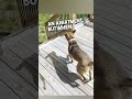 Dog Gets His Own Backyard ❤️