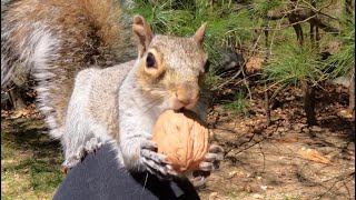 A Chipmunk and a Squirrel on My Knee!!!