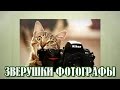 Зверушки фотографы, прикольные животные