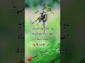 عبارات صباحيه جميله