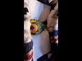 Consejos de como criar a un sun conure(Estan listos)