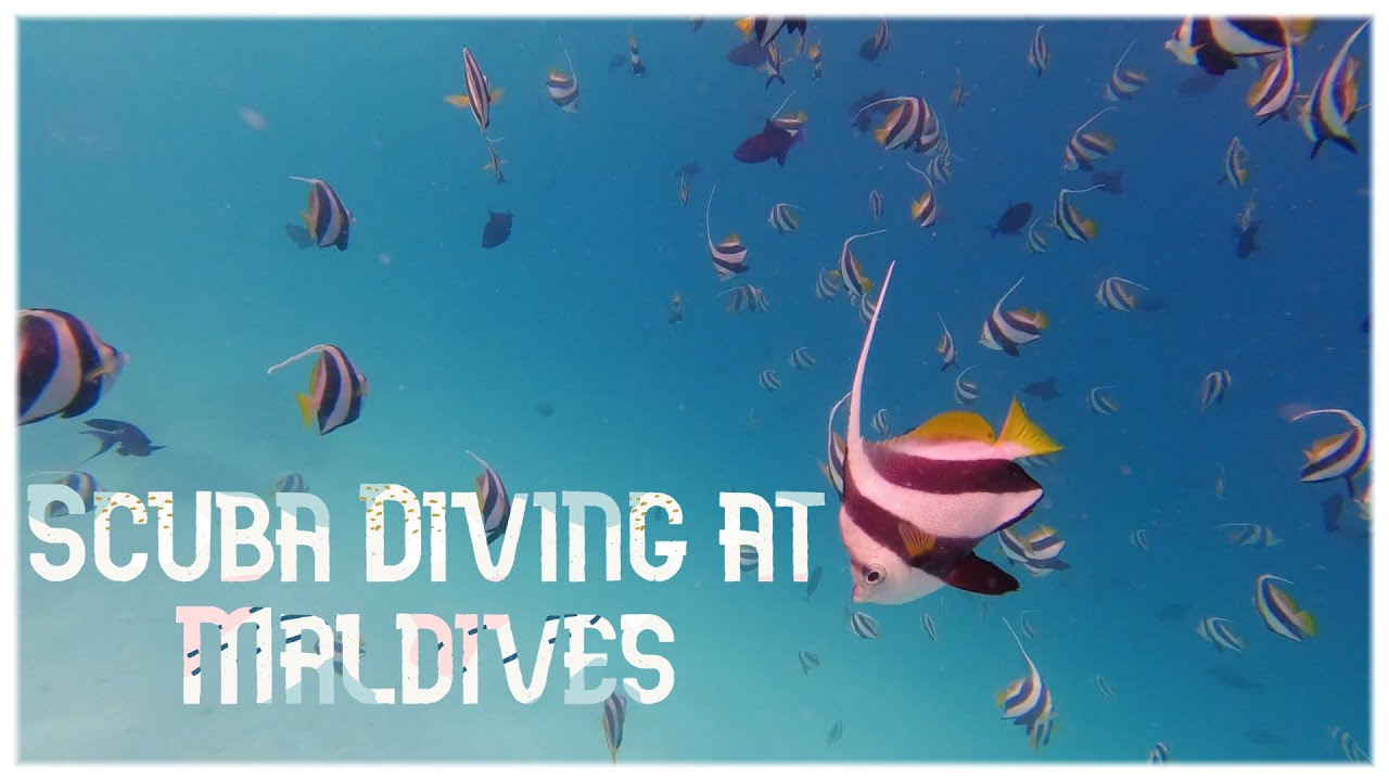 Scuba Diving at Fihalhohi Island, Maldives 2021 | Shot on DJI Osmo Action Camera