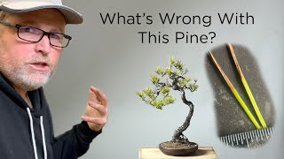 Bonsaify | How to Diagnose a Problem with a Japanese Red Pine Bonsai Tree