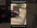 @Why are they acting like they haven’t been fed in centuries   #funnycat #cats #funnyvideo  #viral
