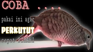 PERKUTUT NGEROT - Terapi Naikan BIRAHI Perkutut