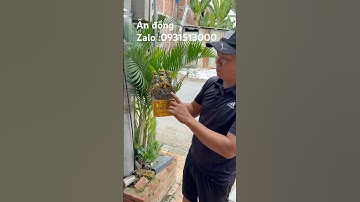 Ấn đồng #đồcổcầnthơ #dogothuhuyen #đồcổ #phongthuy