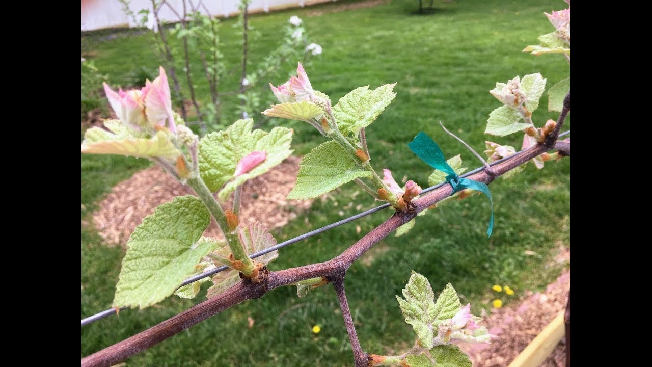 Pruning Backyard Grape Vines - YouTube