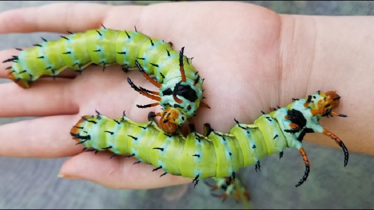 むしまとめサイト ヒッコリーホーンドデビルキャタピラー Giant Caterpillars Hickory Horned Devils Citherona Regalis