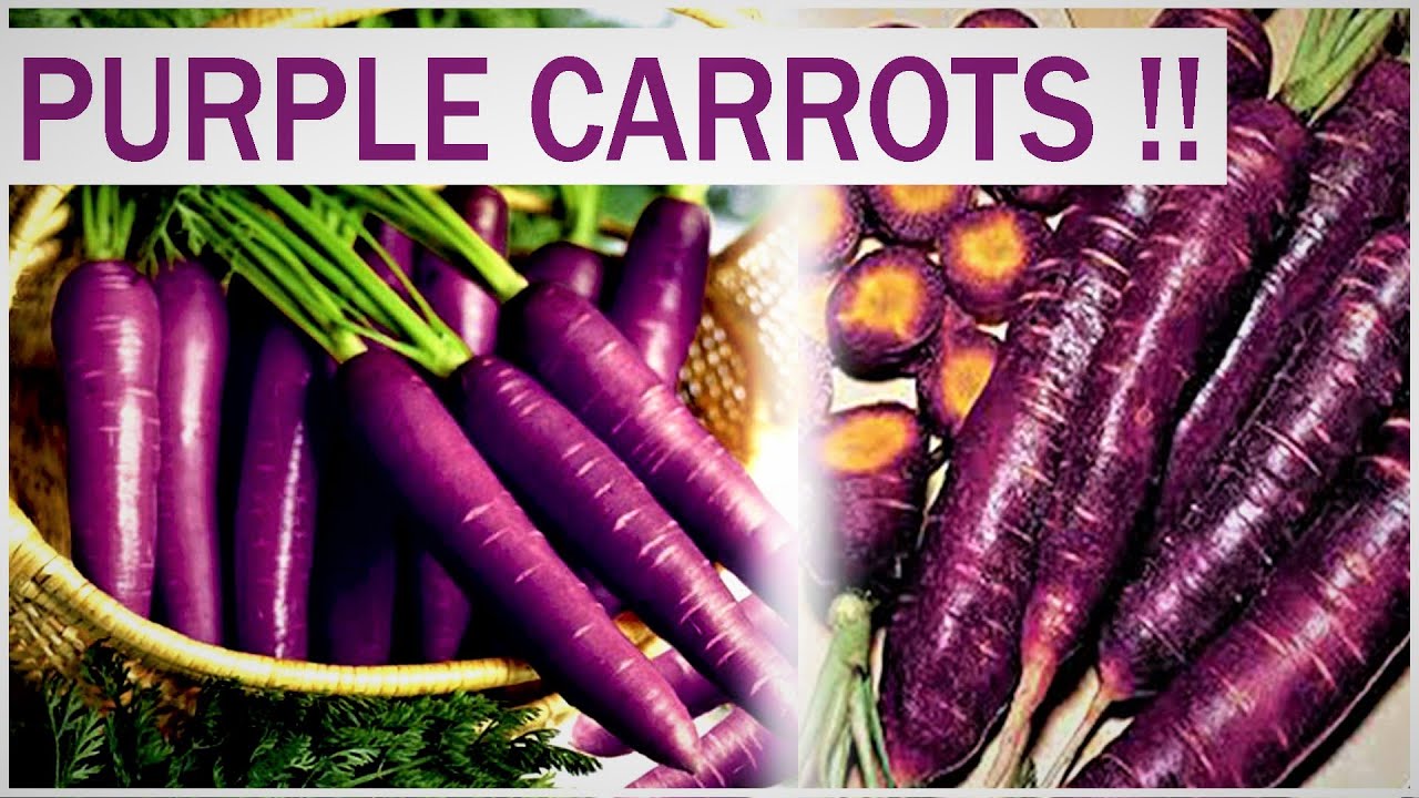 PURPLE CARROTS !! * THE ORIGIN * YouTube