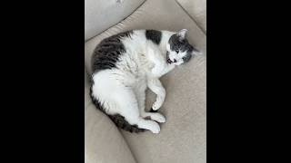 The Doctor meows at me for some reason