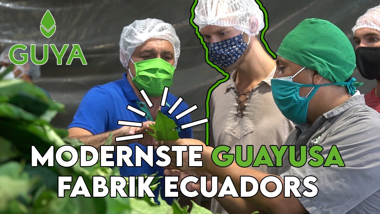 Zu Besuch in der modernsten Guayusa Fabrik Ecuadors – vom Anbau bis zur Trocknung!