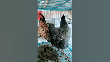 فرخه بتبيض عشرين بيضه في الثانيه 